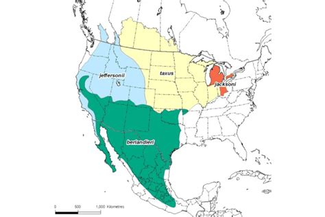 Where Do Badgers Live? - Exploring the badger Habitat