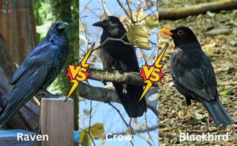 Raven Vs Crow Vs Blackbird How To Tell Them Apart Birdie Learning