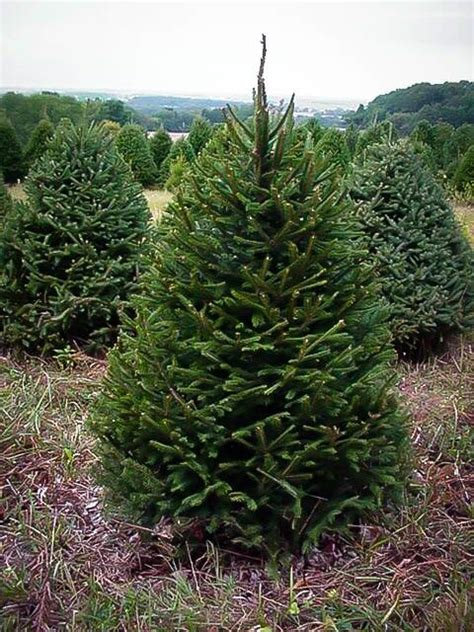 Norway Spruce For Sale Online | The Tree Center