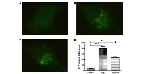 Hypoxia Induces Autophagy In Cardiomyocytes Via A Hypoxia‑inducible