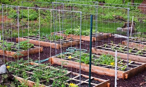 How To Space Vegetables In A Raised Bed Tomato Trellis Vertical