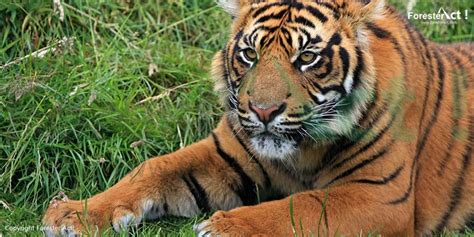 Harimau Sumatera, Kucing Besar Penghuni Hutan Sumatera