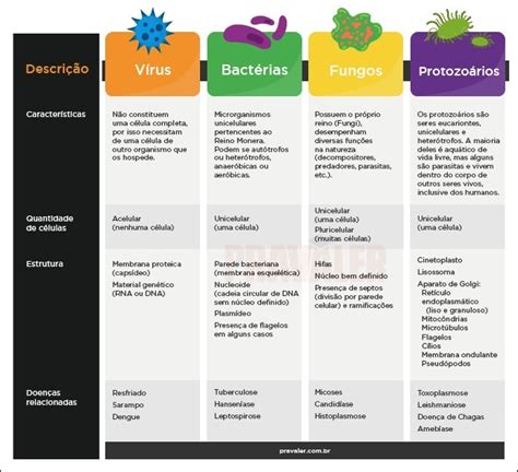 Mapas Mentais Sobre Microrganismos Study Maps