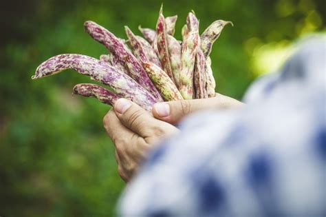 Premium Photo | Beans harvest in autumn farmer with beans