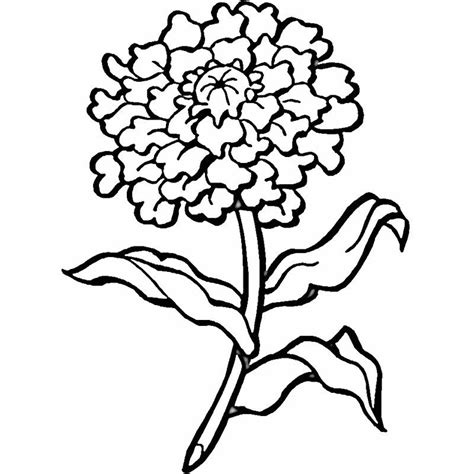 Marigold Coloring Pages - Best Coloring Pages For Kids