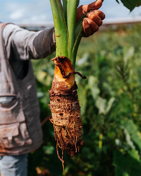 Taro Root Health Benefits Culinary Uses And Sustainability Explained