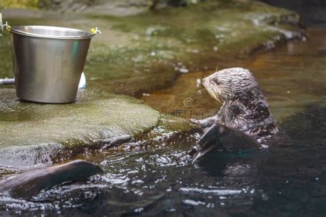 Sea otter feeding in zoo stock image. Image of states - 174419417