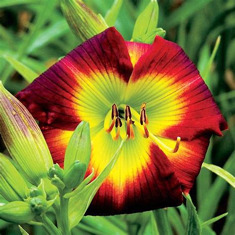 Daylily Bulbs Daylilies Perennial Bulb Plants Daylily RootsDaylily