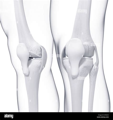 Human leg bones, artwork Stock Photo - Alamy