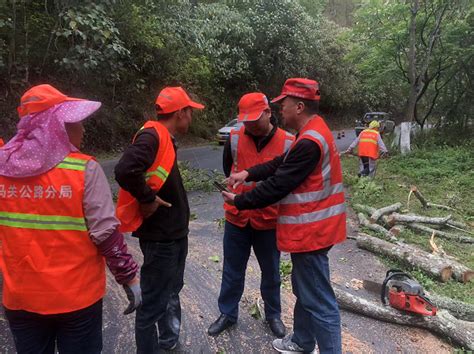 马关公路分局防患未然 全面清理“问题”行道树养护生产信息养护管理行业管理公路资讯云南省公路局