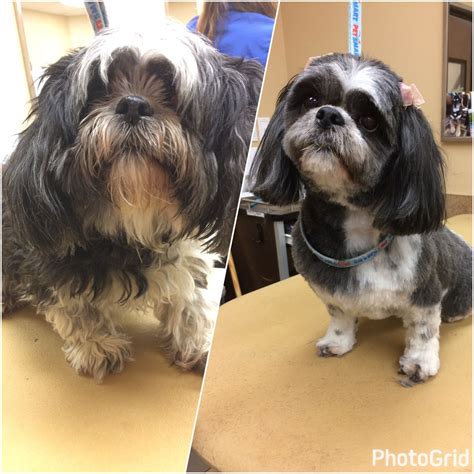 -repinned- Before and after. Shih Tzu #shihtzu #doggroomingsupplies | Dog grooming, Shih tzu dog ...