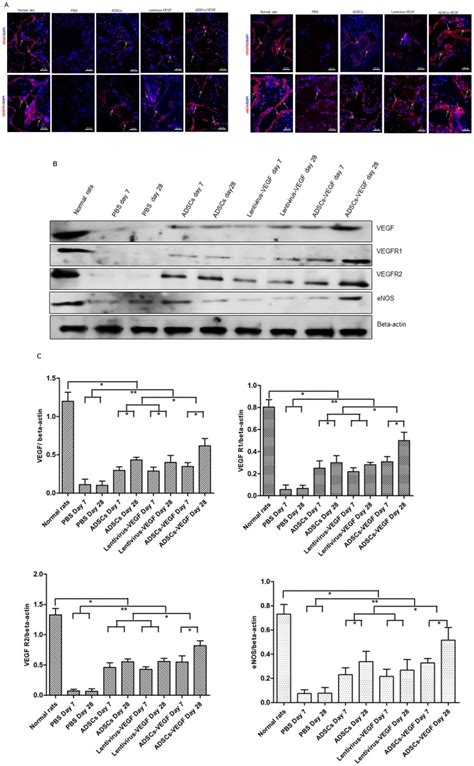 Expression Of Vegf Its Receptors Vegf R1 And Vegf R2 And Enos Download Scientific Diagram