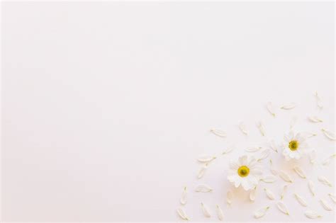 Flower White Background Hd | Best Flower Site