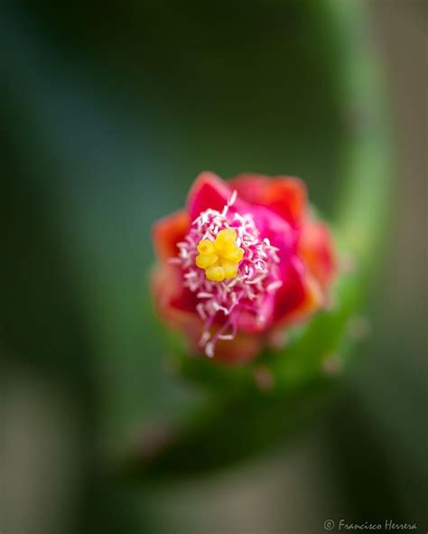 Opuntia Flower Flor De Tuna Flowers Plants Rose