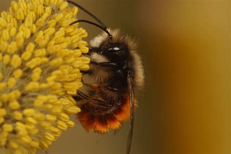 Mason Bee Housing 101: How to Attract & Keep Mason Bees