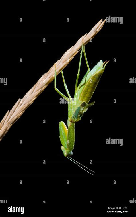 New Zealand Mantis Hi Res Stock Photography And Images Alamy