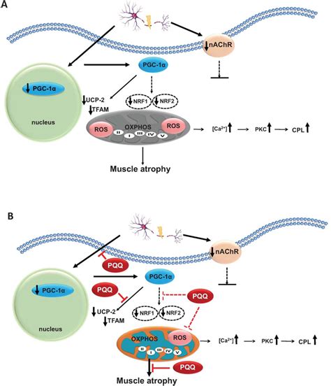 Summary Of Sciatic Denervation Stimulated Signaling Transduction