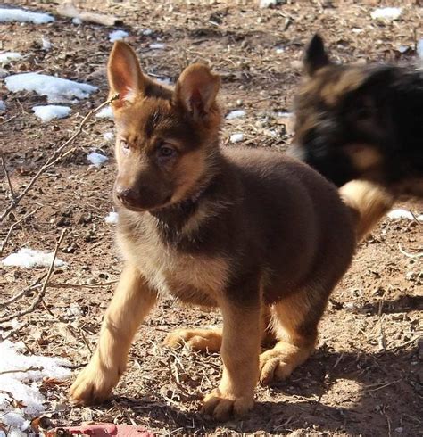 Liver Colored German Shepherds