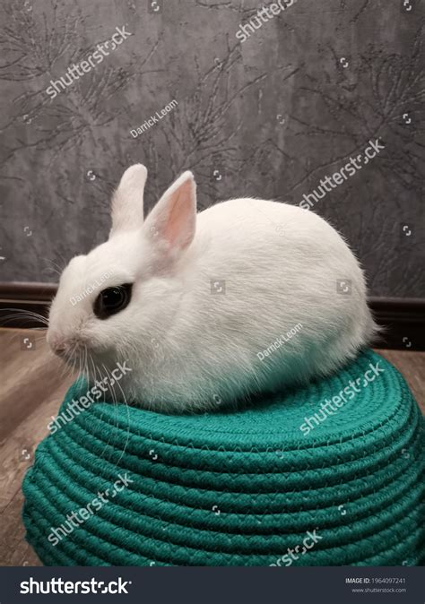 123 Hotot Rabbit Images, Stock Photos & Vectors | Shutterstock