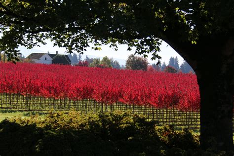 Redpointe Maple J Frank Schmidt Son Co