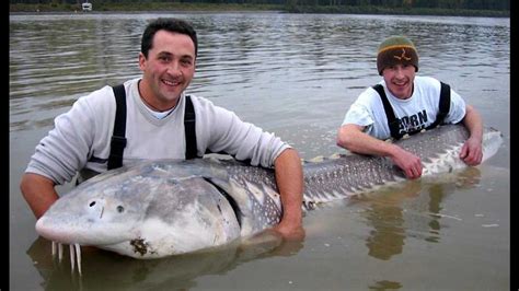 Giant Monster Lake Sturgeon Youtube