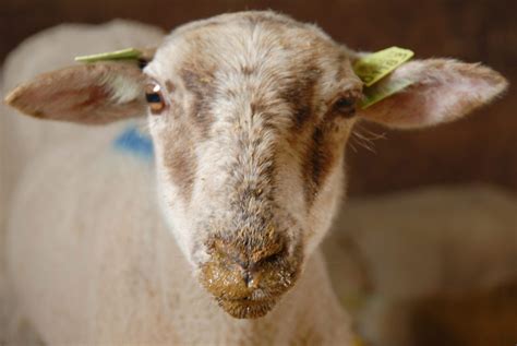 Blauwtong Vastgesteld Op Vier Schapenhouderijen In Nederland Het Schaap