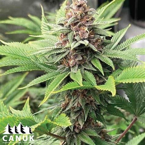 Purple Gelato Lemon Bean Feminized Seeds - ELITE STRAIN