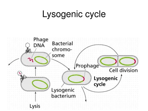 Ppt Classification Of Organisms Powerpoint Presentation Free Download Id5553490