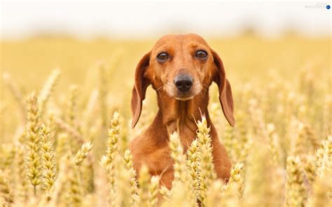 Weiner Dog Wallpaper - WallpaperSafari