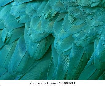 Close Blue Green Macaw Feathers Stock Photo 133998911 | Shutterstock