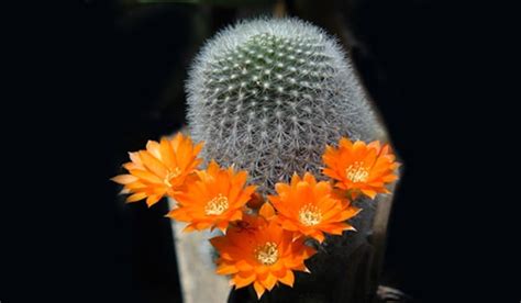 Todo Sobre Cactus Tipos Características Y Cuidados