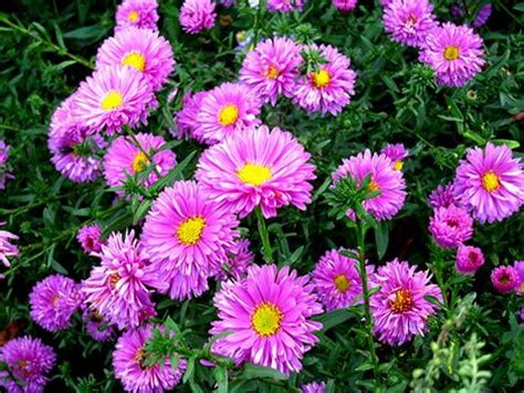 Купить семена Астра многолетняя виргинская Aster novi-belgii Sarah ...