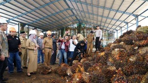 Harga Kelapa Sawit Di Luwu Utara Melonjak TBS Petani Rp 1 400 Kg