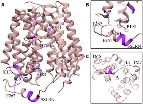 The Molecular Mechanism Of Sialic Acid Transport Mediated By Sialin