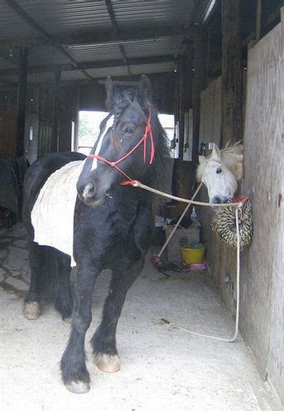 Horse Photobombs - Gallery | eBaum's World