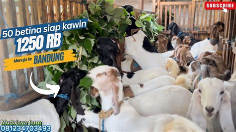 Ekor Betina Siap Kawin Menuju Ke Bandung Jawa Baratspek Breeding