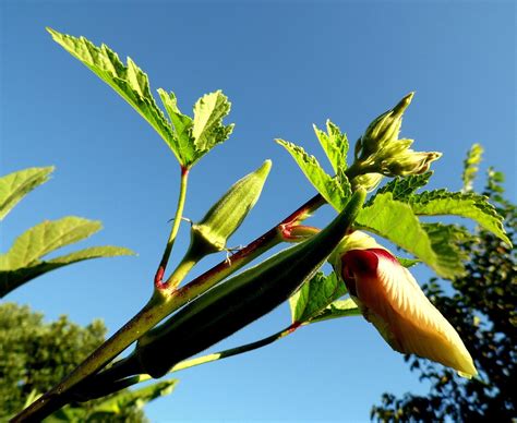 Qu Es La Okra Y Para Qu Sirve Flores Y Plantas Iris