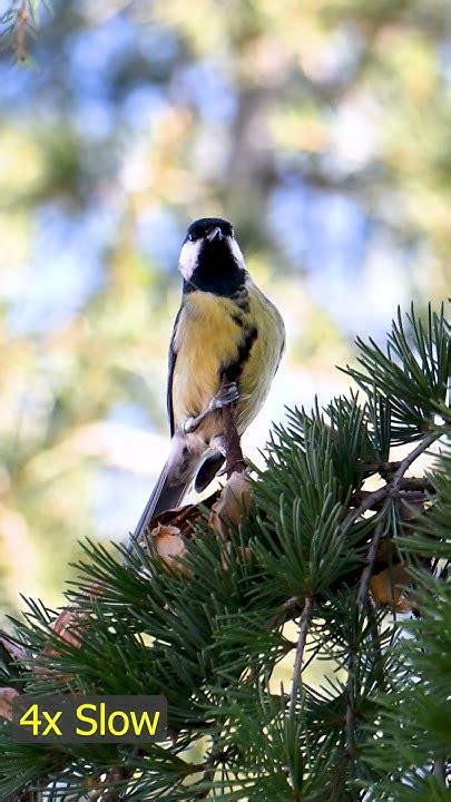 Büyük Baştankara Great Tit Parus Major Nikon Z9 Nikon 400mm 45 Trabzon Shorts Youtube