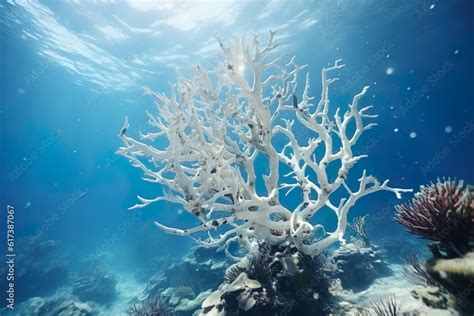 Dead corals. Dead coral reef in the warming ocean. Climate change is ...