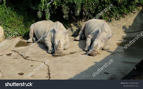 Taipei Zoo Taiwan 2512019 Animals Taipei Stock Photo 2174147165 | Shutterstock