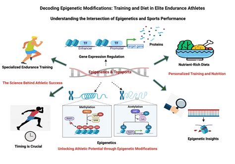 Epigenetics And Sports Performance BioRender Science Templates