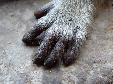 animals  hands