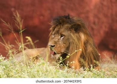 17 Gir safari booking Images, Stock Photos & Vectors | Shutterstock