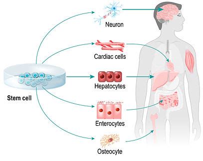 Stem Cell Therapy | Longevity Technologies | Skin Regeneration | Skin ...