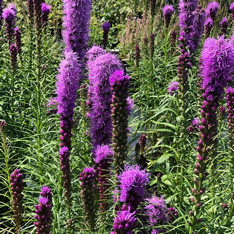 Liatris spicata 'Kobold' - Horsford Gardens and Nursery