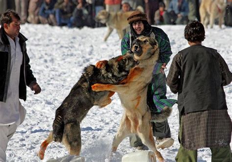 © Ahmad Masood/Reuters 6.01.2006 Собачьи бои в Кабуле,…: drugoi ...