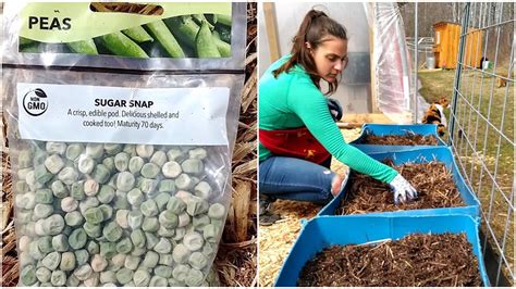 Planting Sugar Snap Peas In Food Grade Containers Spring Gardening In Michigan Zone 5b Youtube