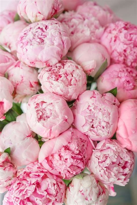 Pin by Шагаевская Анастасия Александр on Фоны Pink peonies Peonies