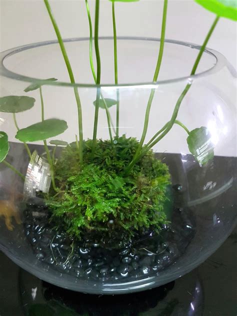 Wabi Kusa Indoor Plants Office Plants Aquatic Gift Terrarium