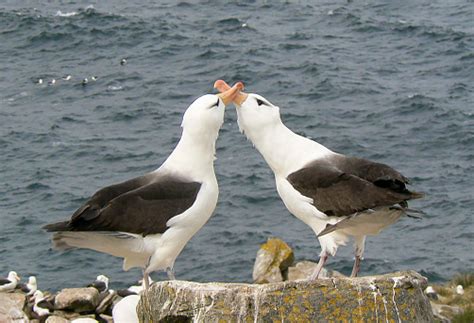 blackbrowed albatross couple  breeding season stock photo